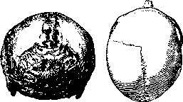 Cerebro-Cranial Topography: figure 2 from the 1928–1936 encyclopedia article