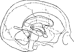 Cerebro-Cranial Topography: figure 12 from the 1928–1936 encyclopedia article