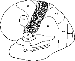 Cerebro-Cranial Topography: figure 9 from the 1928–1936 encyclopedia article