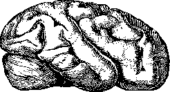 Macrogria: figure 1 from the 1928–1936 encyclopedia article