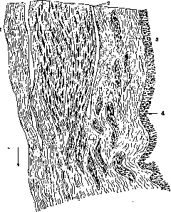 Ureter: figure 2 from the 1928–1936 encyclopedia article