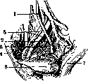 Ureter: figure 9 from the 1928–1936 encyclopedia article