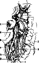 Ureter: figure 8 from the 1928–1936 encyclopedia article