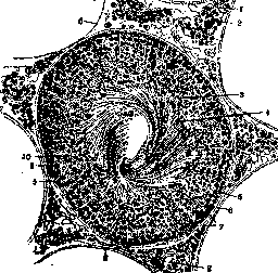 Spermatogenesis: figure 1 from the 1928–1936 encyclopedia article