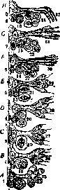 Spermatogenesis: figure 2 from the 1928–1936 encyclopedia article