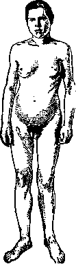 Hermaphroditism: figure 3 from the 1928–1936 encyclopedia article