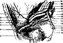 Obturator Artery: figure 1 from the 1928–1936 encyclopedia article