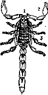 Scorpions: figure 1 from the 1928–1936 encyclopedia article
