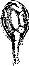 Placenta: figure 11 from the 1928–1936 encyclopedia article