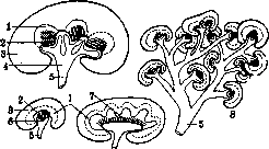 Urogenital Organs: figure 3 from the 1928–1936 encyclopedia article