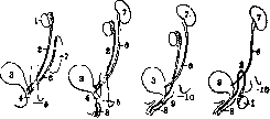 Urogenital Organs: figure 5 from the 1928–1936 encyclopedia article