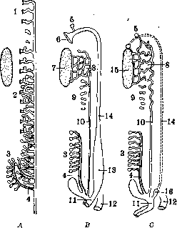 Urogenital Organs: figure 2 from the 1928–1936 encyclopedia article