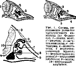 Urogenital Organs: figure 1 from the 1928–1936 encyclopedia article