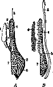 Urogenital Organs: figure 4 from the 1928–1936 encyclopedia article