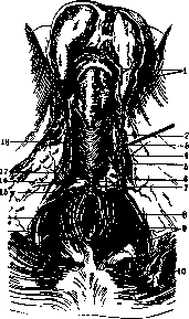 Perineum: figure 5 from the 1928–1936 encyclopedia article
