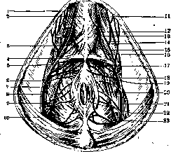 Perineum: figure 1 from the 1928–1936 encyclopedia article