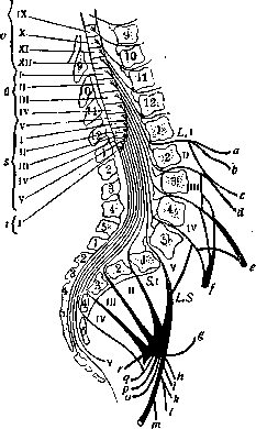Epiconus: figure 1 from the 1928–1936 encyclopedia article