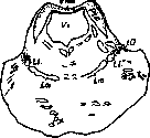 Gowers' Tract: figure 3 from the 1928–1936 encyclopedia article