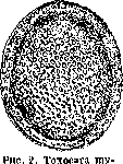 Toxocara: figure 2 from the 1928–1936 encyclopedia article