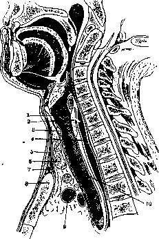 Trachea: figure 1 from the 1928–1936 encyclopedia article