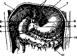 Stomach: figure 7 from the 1928–1936 encyclopedia article
