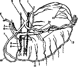 Stomach: figure 17 from the 1928–1936 encyclopedia article