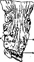 Stomach: figure 29 from the 1928–1936 encyclopedia article