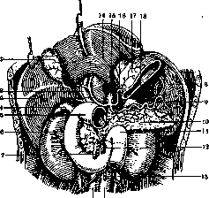 Stomach: figure 10 from the 1928–1936 encyclopedia article