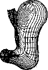 Stomach: figure 15 from the 1928–1936 encyclopedia article