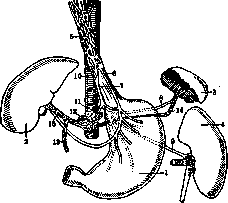Stomach: figure 19 from the 1928–1936 encyclopedia article