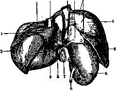 Stomach: figure 9 from the 1928–1936 encyclopedia article