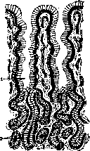 Stomach: figure 13 from the 1928–1936 encyclopedia article