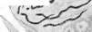 NERVE FIBERS: figure 2 from the 1928–1936 encyclopedia article