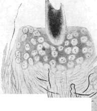NERVE FIBERS: figure 1 from the 1928–1936 encyclopedia article