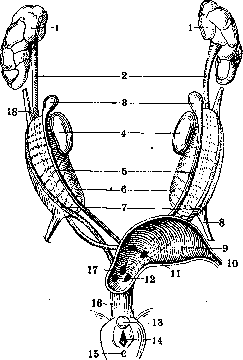 Mullerian Duct: figure 3 from the 1928–1936 encyclopedia article