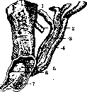 Mullerian Duct: figure 2 from the 1928–1936 encyclopedia article