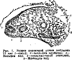 Mullerian Duct: figure 1 from the 1928–1936 encyclopedia article