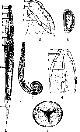 Pinworms: figure 1 from the 1928–1936 encyclopedia article