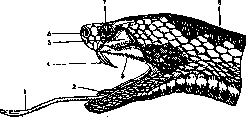 Viper: figure 1 from the 1928–1936 encyclopedia article