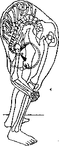 Lordosis: figure 1 from the 1928–1936 encyclopedia article