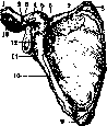 Scapula: figure 4 from the 1928–1936 encyclopedia article