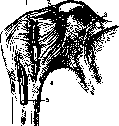Scapula: figure 5 from the 1928–1936 encyclopedia article