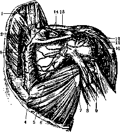 Scapula: figure 3 from the 1928–1936 encyclopedia article