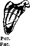 Scapula: figure 7 from the 1928–1936 encyclopedia article