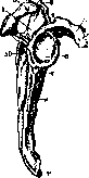 Scapula: figure 2 from the 1928–1936 encyclopedia article