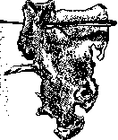 Scapula: figure 11 from the 1928–1936 encyclopedia article