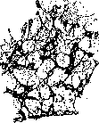 Connective Tissue: figure 5 from the 1928–1936 encyclopedia article
