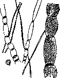 Connective Tissue: figure 2 from the 1928–1936 encyclopedia article