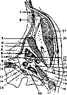 Retropharyngeal Space: figure 2 from the 1928–1936 encyclopedia article