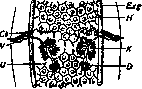 Dipylidium Caninum L: figure 2 from the 1928–1936 encyclopedia article